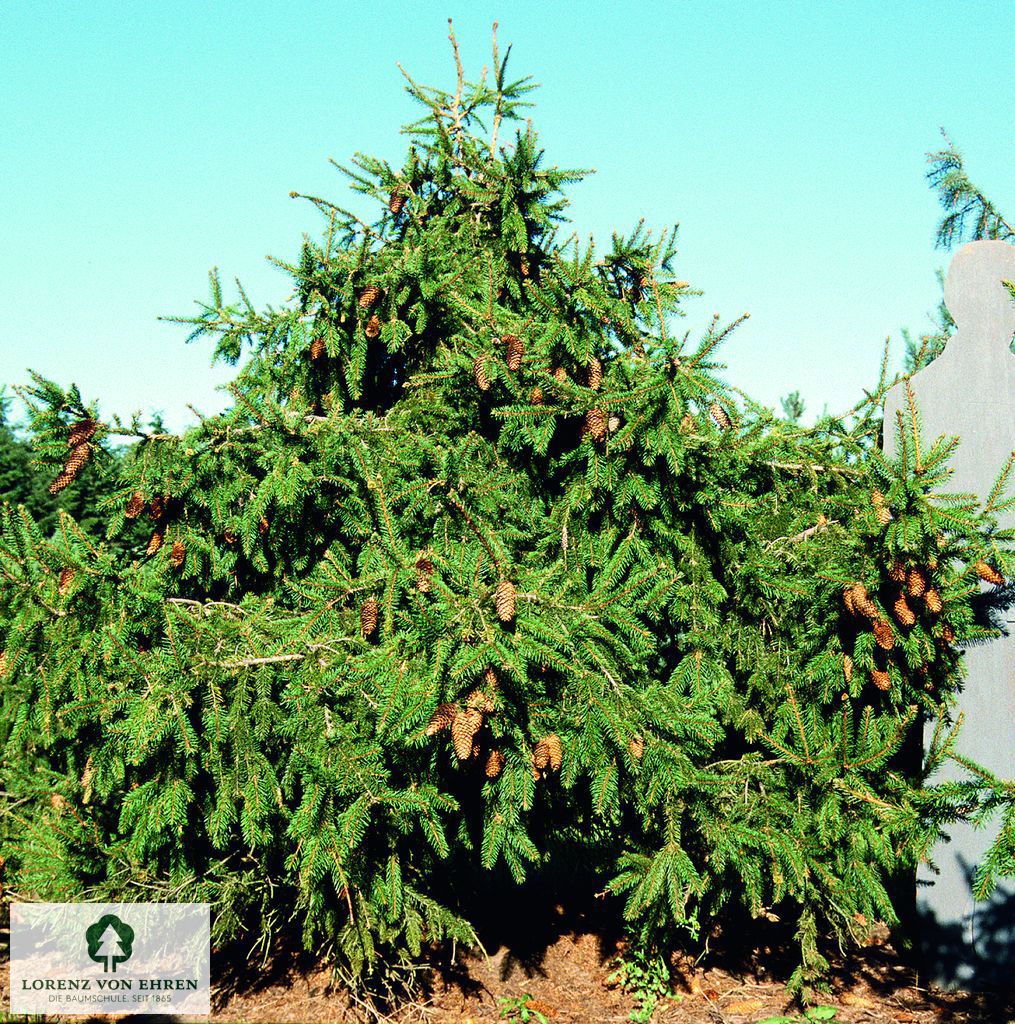 Picea abies 'Acrocona'