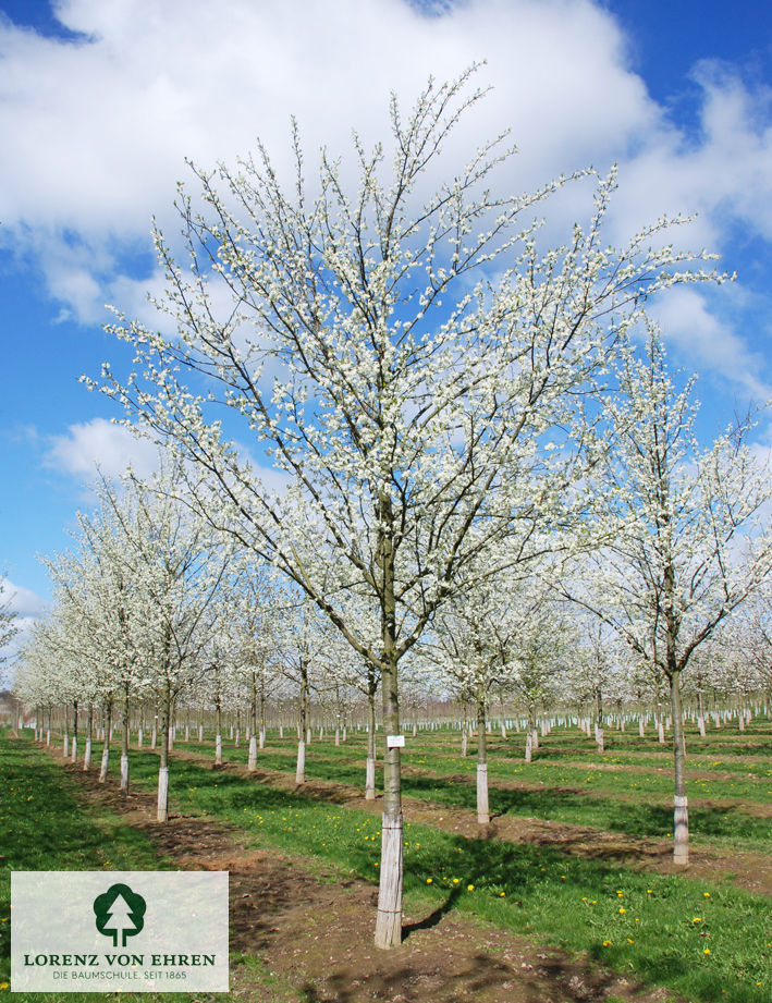 Prunus domestica 'Hauszwetsche'