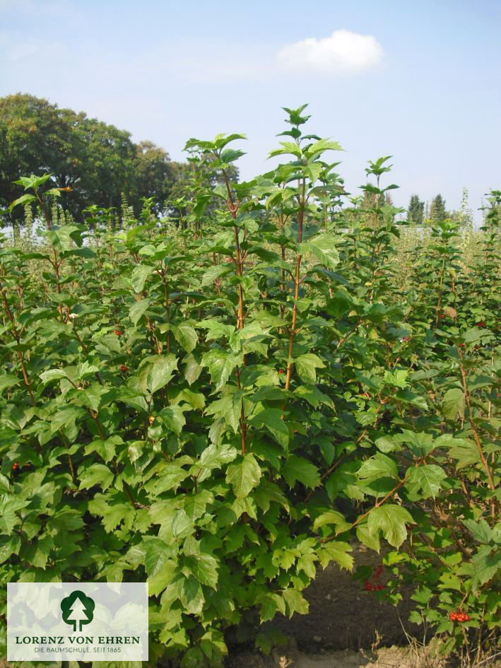 Viburnum opulus